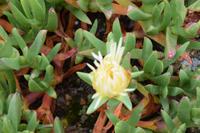 Sukkulenten an den Felsen der südlichen Steilküste