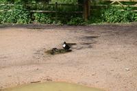 Entenfamilie beim Baden