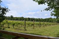 Vineyard im Landesinneren