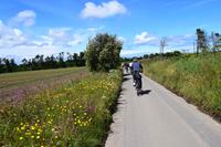 Wildblumenwiesen links und rechts des Weges