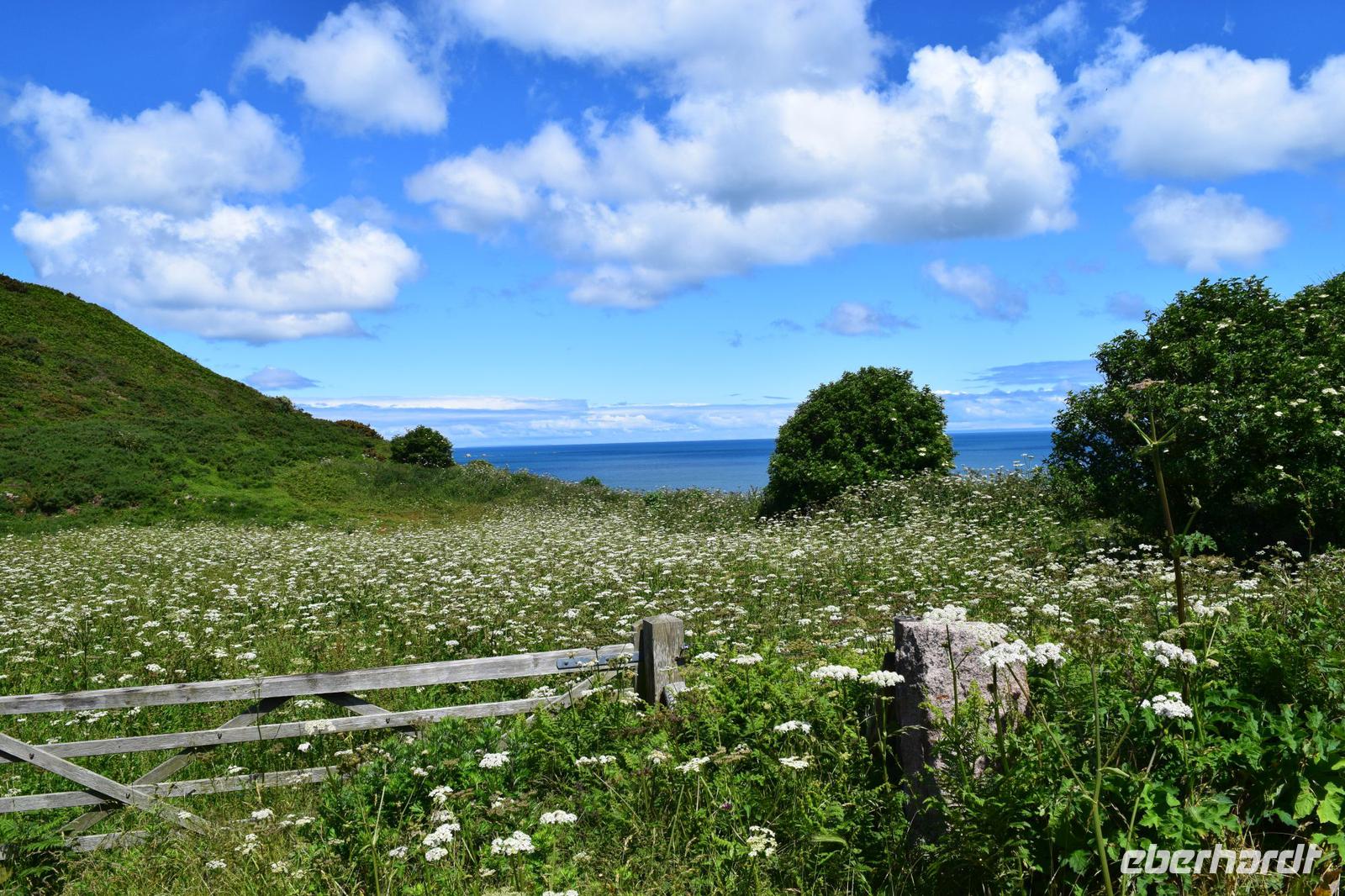 Wildblumenwiesen links und rechts des Weges