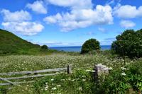 Wildblumenwiesen links und rechts des Weges