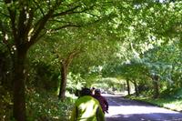 Radfahrt durch ein Blätterdach 