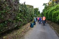 Damit immer genug Platz ist, müssen die Hecken bis Mitte Juni geschnitten sein