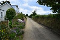 auf Sark sind es meist Schotterwege, gesäumt von Wildblumen der gepflegten Vorgärten 