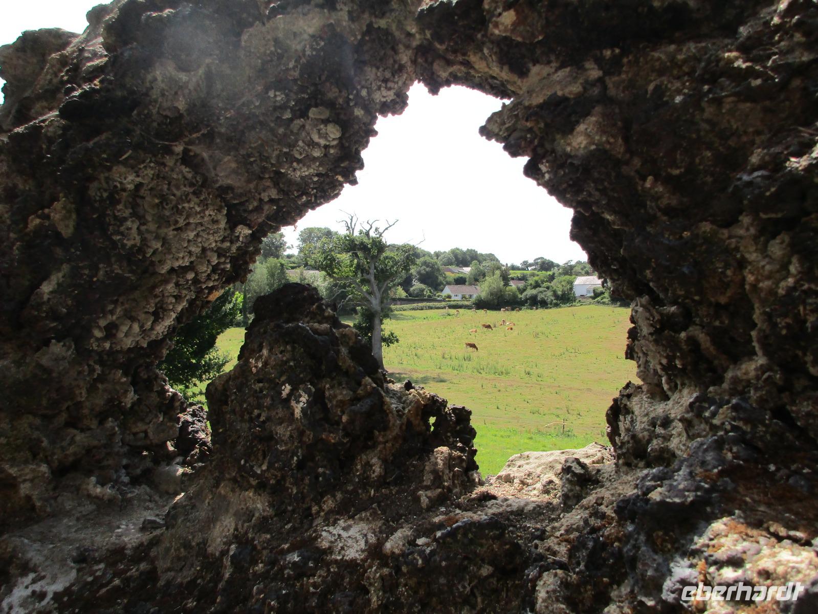  wohin man blickt: Jersey-  Rinder