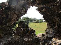  wohin man blickt: Jersey-  Rinder