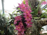 Ausstellung der Orchid-Foundation