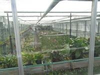 Jersey, Orchid Foundation