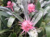 Jersey, Orchid Foundation