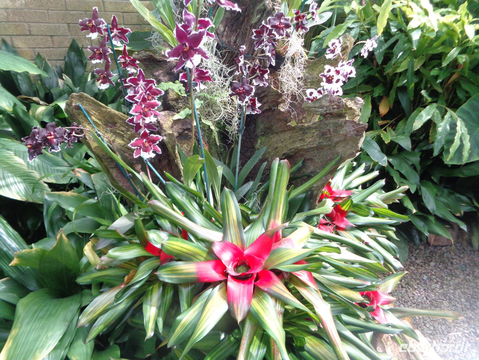 Jersey, Orchid Foundation