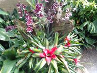 Jersey, Orchid Foundation