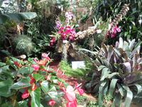 Jersey, Orchid Foundation