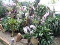 Jersey, Orchid Foundation