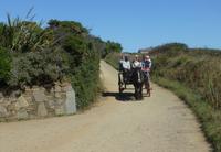 Kutschfahrt auf der Insel Sark
