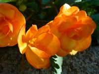 Wanderung auf der Insel Sark