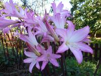 Herrliche Jersey Lilien auf der Insel Sark