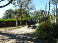 Kutschfahrt auf der Insel Sark