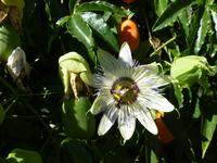 Passionsfrucht in den Gärten La Seigneurie