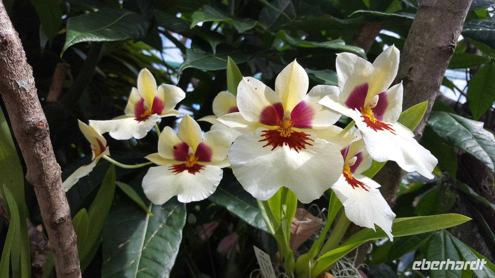 Eric Young Orchid Foundation auf Jersey