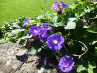 Gartentour auf Jersey - Garten von Misses Lee