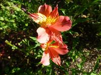 Gartentour auf Jersey - Garten von Misses Lee