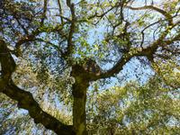 Gartentour auf Jersey - Garten von Misses Lee