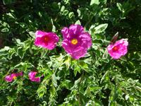 Gartentour auf Jersey - Garten von Misses Lee