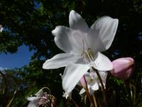 Gartentour auf Jersey - zweiter Privatgarten