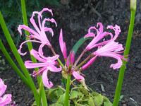 Gartentour auf Jersey - Guernsey Lilie