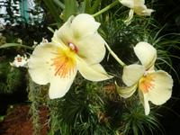 Eric Young Orchid Foundation auf Jersey