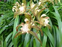 Eric Young Orchid Foundation auf Jersey