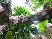 Eric Young Orchid Foundation auf Jersey