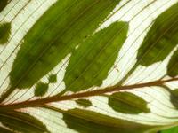 Eric Young Orchid Foundation auf Jersey