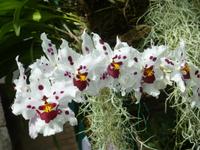 Eric Young Orchid Foundation auf Jersey