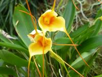 Eric Young Orchid Foundation auf Jersey