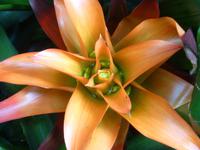 Eric Young Orchid Foundation auf Jersey