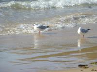 Wanderung an der Südküste Jerseys - St. Brelades Bay