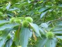 Esskastanien auf Jersey