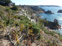 Wanderung an der Südküste Jerseys - St. Brelades zum Corbiere Leuchtturm