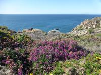 Wanderung an der Südküste Jerseys - St. Brelades zum Corbiere Leuchtturm