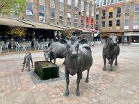 St. Helier, Jersey Cattle