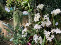 Orchideenausstellung Eric Young