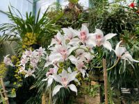 Orchideenausstellung Eric Young