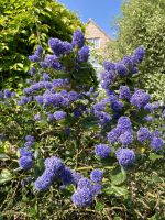 Kalifornischer Flieder