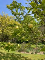 gelbe Magnolie - Gartentour Jersey