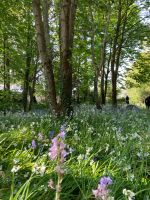 Gartentour Jersey - Bluebells