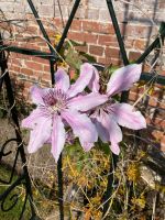 Clematis