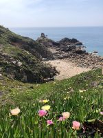 Blühende Mittagsblumen an der Südküste Jerseys.jpeg