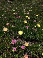 Blühende Mittagsblumen.jpeg